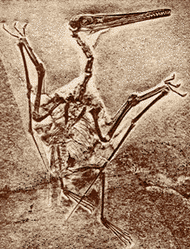 Image: Pterodactylus