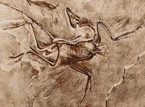 Image: Archaeopteryx