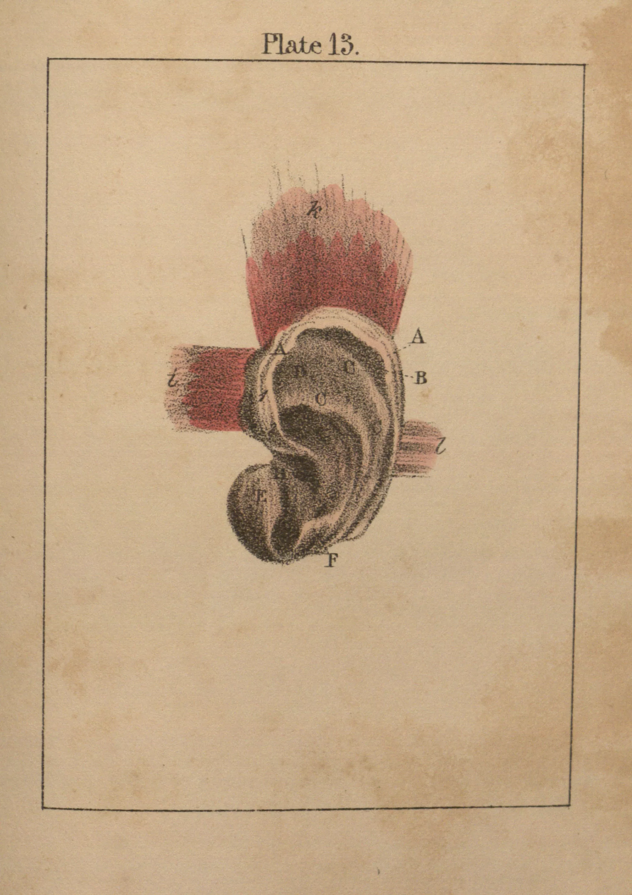A diagram of an ear