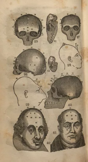 various skulls