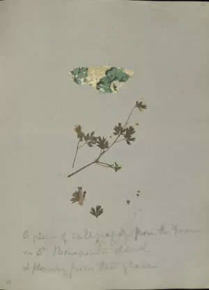 dried and pressed flowers