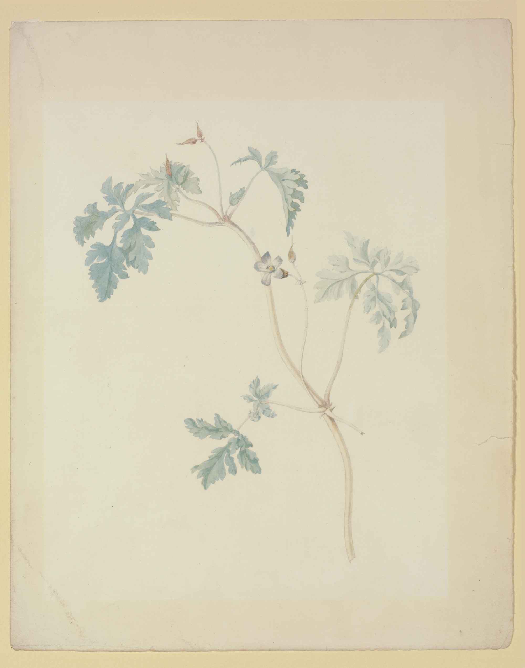 Geranium Robertianum (Herb Robert)