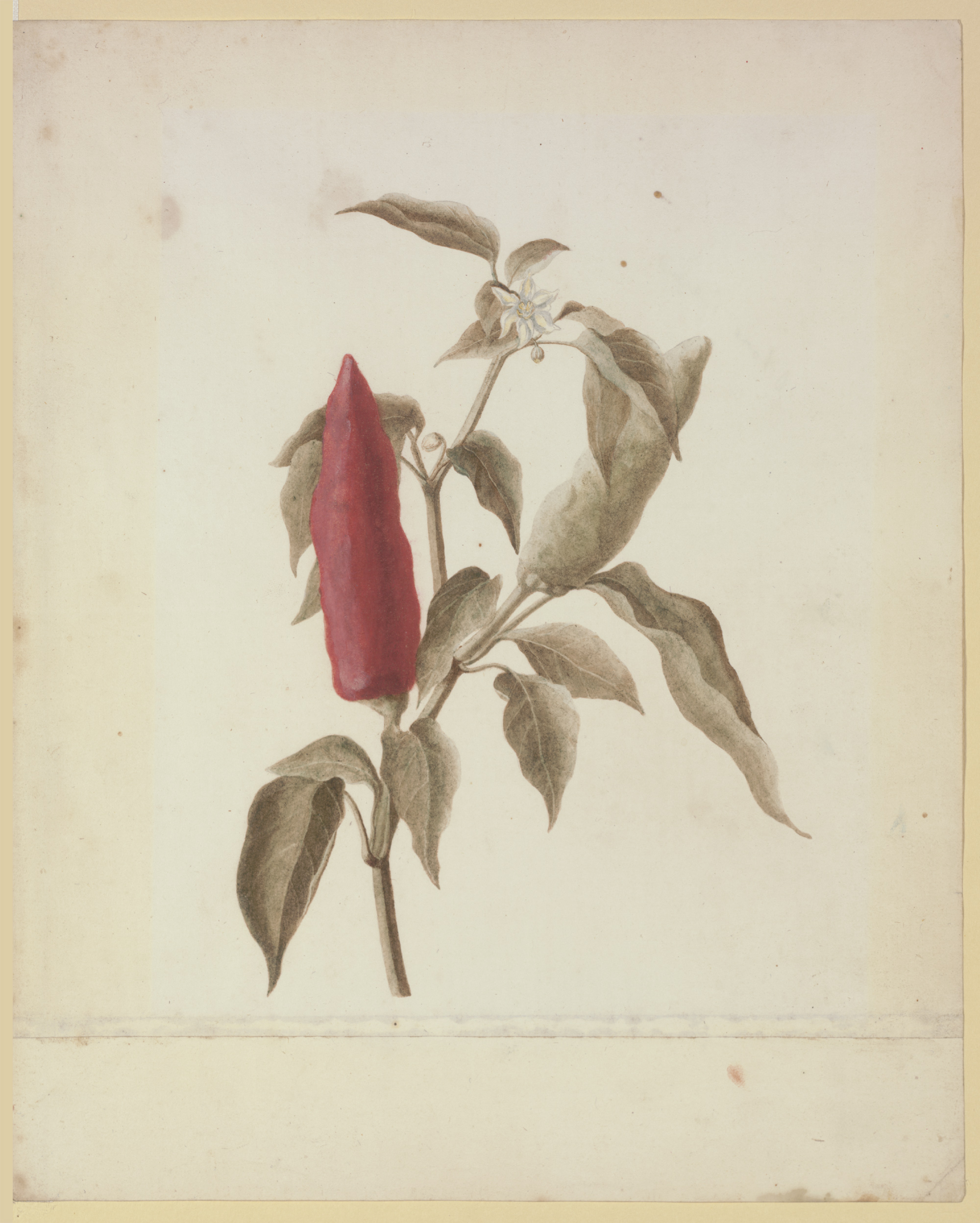 Capsicum