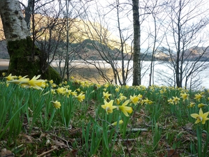 Most famously, the site of Dorothy and William’s encounter with the daffodils at the edge of Glencoyne Bay, which ultimately sparked “I Wandered Lonely as a Cloud.” Photo courtesy Ullswater.co.uk.