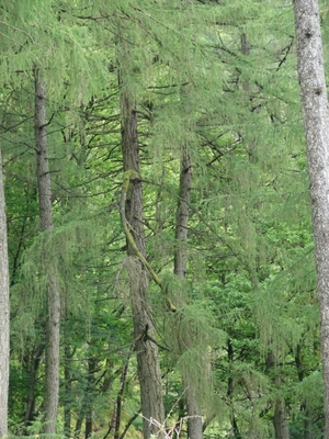 While, as some have suggested, Wordsworth’s disdain for these non-native trees might possibly have been influenced by Uvedale Price’s similar condemnation of larch plantations in Essay on the Picturesque (2nd. ed., 1796, pp. 292-99), the more immediate source of Wordsworth’s campaign against larches was likely an 1808 treatise by the Bishop of Llandaff that advocates planting larches on almost every “unproductive” acre in the Lake District. Photo: Emily Young.