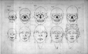 Table 3 from The Works of the late Professor Camper, on the Connexion between the Science of Anatomy and the Arts of Drawing, Painting and Statuary (London: J. Hearne, 1794).