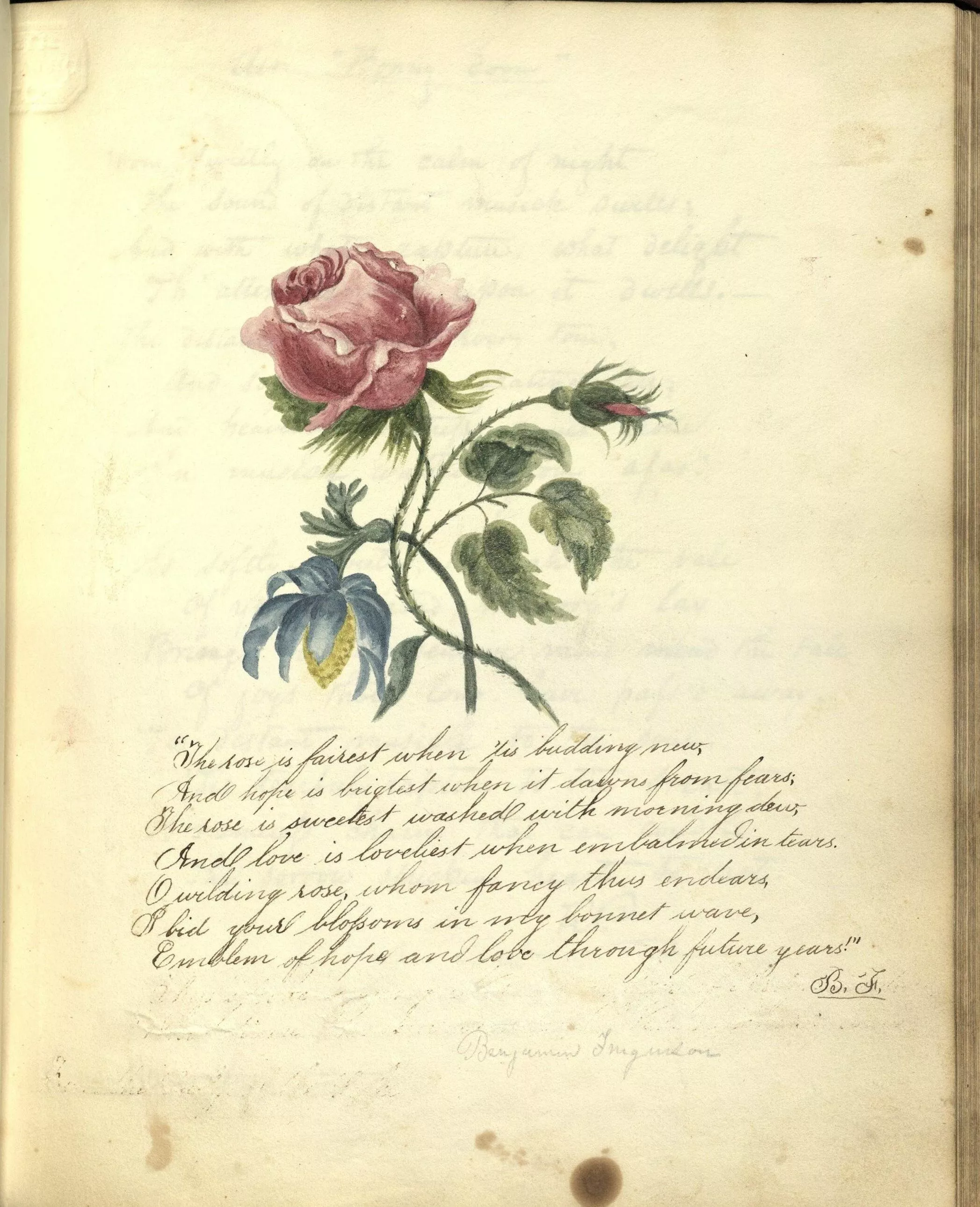 drawing of a rosebud