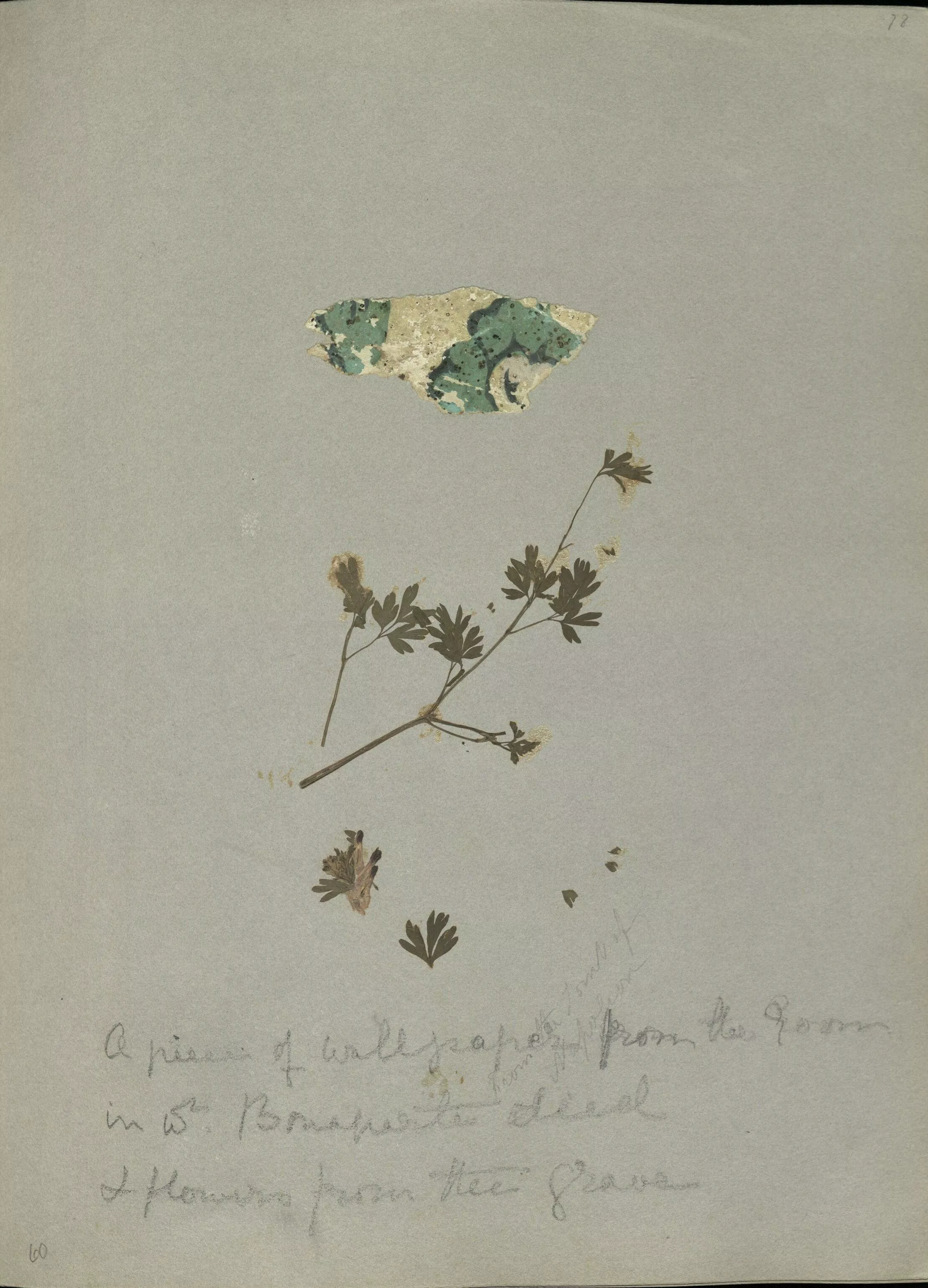 dried and pressed flowers