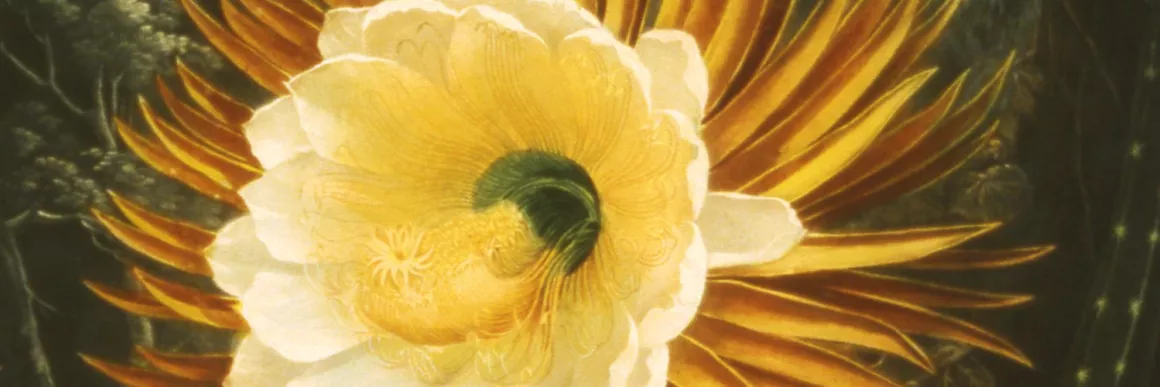 close up of a blooming flower