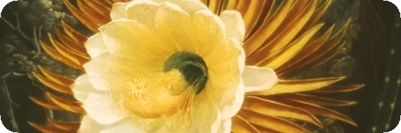 close up of a blooming flower