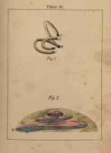 A diagram of the canals of the ear