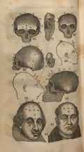 various skulls